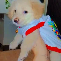 پت زیبا و دوست‌داشتنی