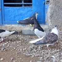 کبوتر.|پرنده|سوسنگرد, |دیوار