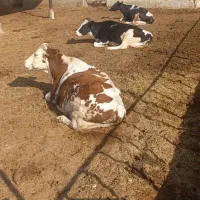 ۳ راس گاو جوان ابستن سنگین