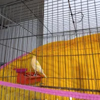 قناری نر|پرنده|کرمان, |دیوار