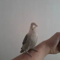 طوطی برزیلی