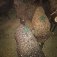 بره نر و ماده