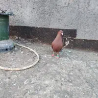 کبوتر مینا سرخ ماده.پلنگ سیاه نر