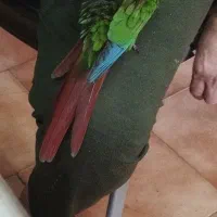 طوطی سبز گرینچیک مژگانی بزرگ  منطقه ی سعدی شمالی