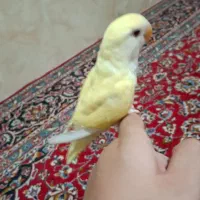 طوطی کوتوله برزیلی (لاوبرد) کاملا رام ودستی|پرنده|ازنا, |دیوار