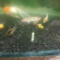 فروش فوری ماهی های گیاه خوار|ماهی|مهریز, |دیوار