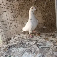 کبوتر|پرنده|سیرجان, |دیوار