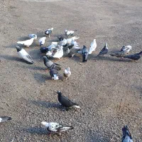 تعدادکبوترگرفتنی ۲۰الی ۲۵ تا