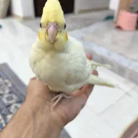 عروس هلندی|پرنده|اسفراین, |دیوار