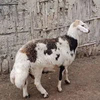 قوچ پلنگی دوساله به شرط راندن|حیوانات مزرعه|سیمین شهر, |دیوار