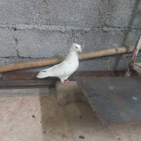 کبوتر|پرنده|سوسنگرد, |دیوار