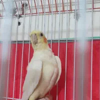 عروس لوتینو بالغ نر