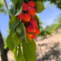 باغ مستح و صاف|فروش دفتر صنعتی، کشاورزی، تجاری|سامان, |دیوار