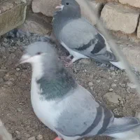 بدرنگ نر لول|پرنده|باغ بهادران, |دیوار