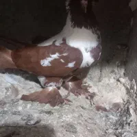 جوجه ککیلی ومادرش|پرنده|اردبیل, |دیوار