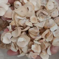 موسیرخشک