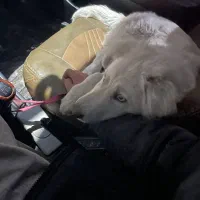 واگذاری سگ ژرمن هاسکی