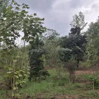 1800متر زمین باغی خارج طرح ویوی ابدی کوهستان|فروش زمین و ملک کلنگی|لاهیجان, لیل|دیوار