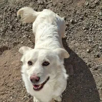 سگ پا کوتاه