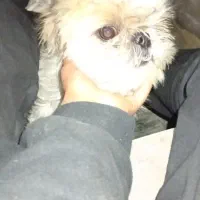 سگ شیتزو معاوضه داره