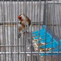 سهره و سهره قناری