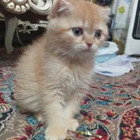 بچه گربه اسکاتیش