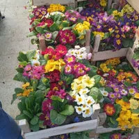 سمپاشی وباغبانی بامهرفاکتور شرکت|خدمات باغبانی و درختکاری|تهران, ونک|دیوار