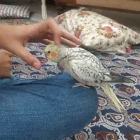 هلندی سخنگو تمام دستی