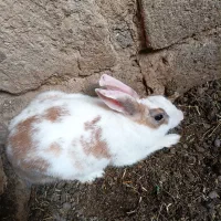 خرگوش|موش و خرگوش|زابل, |دیوار