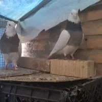 کبوتر طوقی|پرنده|آباده, |دیوار