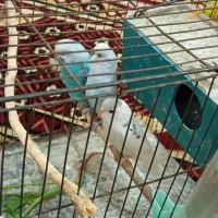 مرغ عشق مفت