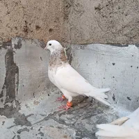 کبوتر طوقی هفرنگ بی کاکل|پرنده|قزوین, |دیوار
