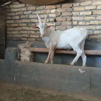 بزغاله نر سانن