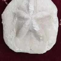 فسیل زیبا و واضح