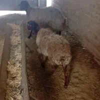 میش و بره ماده