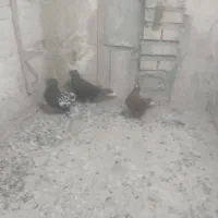 باسلام کفتر پرشی 3نر