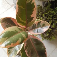 گل صد تومنی