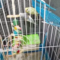 مرغ عشق نروماده