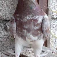 کبوتر نر سرخ