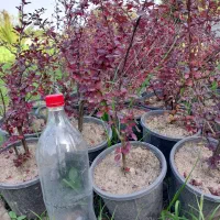 گل فضای باز