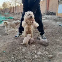 توله پاپی|سگ|شاهین‌شهر, گرگاب|دیوار