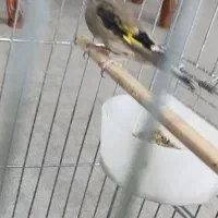 هشت تا سهره نر بخون و ریزه خون،ماهشهر|پرنده|چمران, |دیوار