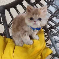 cat|گربه|تهران, فلسطین (میدان انقلاب)|دیوار