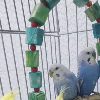 یه جفت مرغ عشق