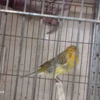 قناری جفت با جوجه و....|پرنده|اراک, |دیوار