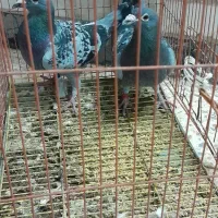 کبوتر|پرنده|شوشتر, |دیوار