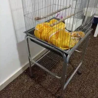 قفس طوطی و کاسکو و عروس