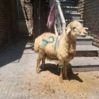 ذبح شرعی واسلامی