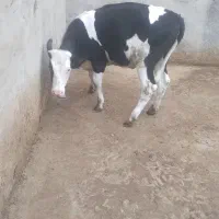 گوساله سیمنتال