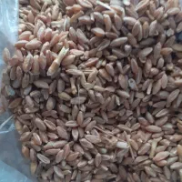 گندم بذری بهاره